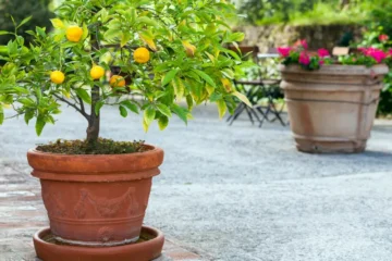 A dwarf lemon tree in a terracotta pot - One example of fragrant plants for patio pots